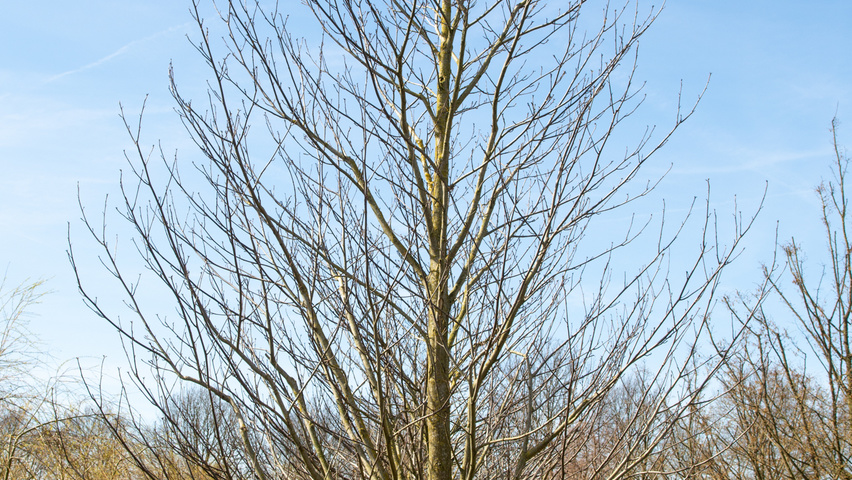 Pterocarya fraxinifolia climbing tree