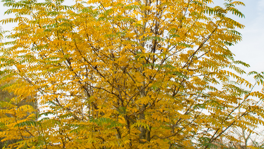 Pterocarya fraxinifolia climbing tree