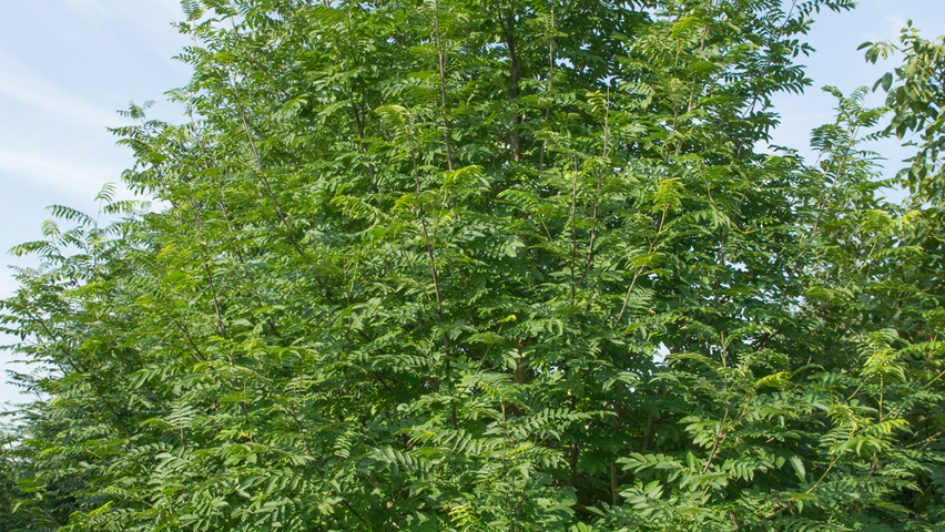 Pterocarya fraxinifolia feathered