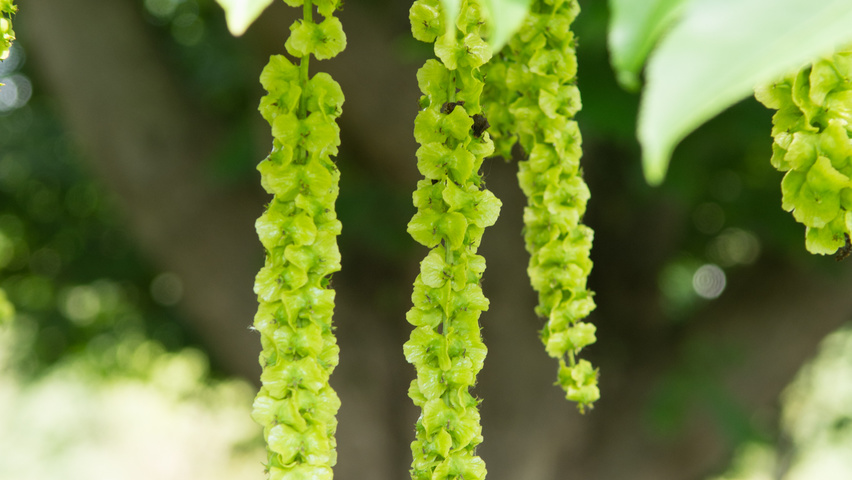 Pterocarya fraxinifolia fruits