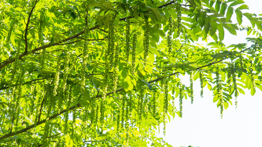 Pterocarya fraxinifolia fruits