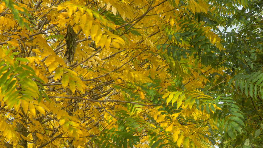 Pterocarya fraxinifolia 'Heereplein' herfstblad