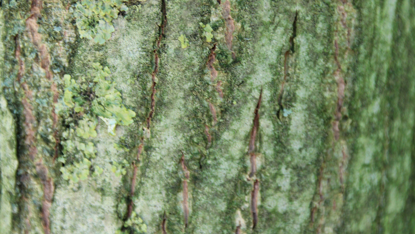 Pterocarya fraxinifolia 'Heereplein' bast
