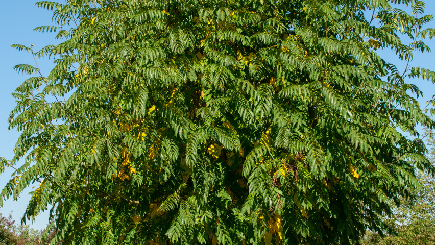 Pterocarya fraxinifolia 'Heereplein' hoogstam