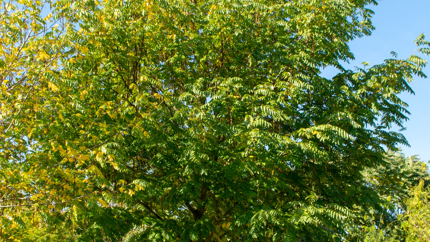 Pterocarya fraxinifolia 'Heereplein' hoogstam