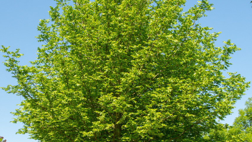 Pterocarya fraxinifolia 'Heereplein' hoogstam