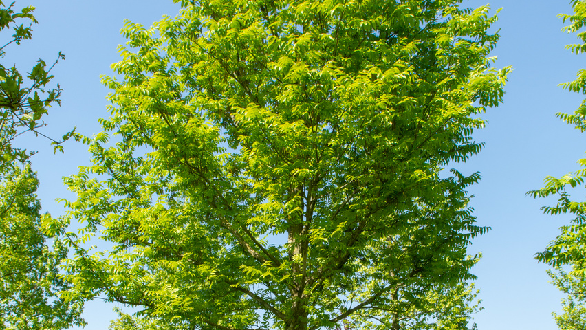 Pterocarya fraxinifolia 'Heereplein' hoogstam