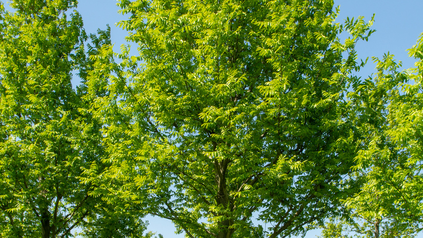 Pterocarya fraxinifolia 'Heereplein' hoogstam