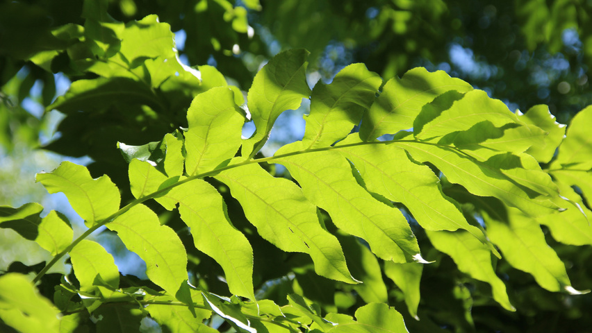 Pterocarya fraxinifolia 'Heereplein' blad