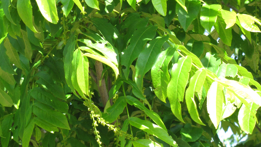 Pterocarya fraxinifolia 'Heereplein' blad