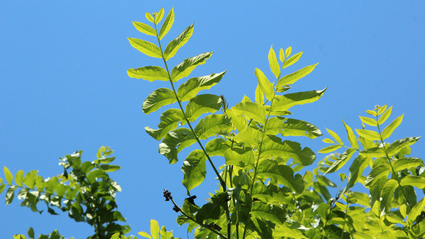 Pterocarya fraxinifolia 'Heereplein' blad