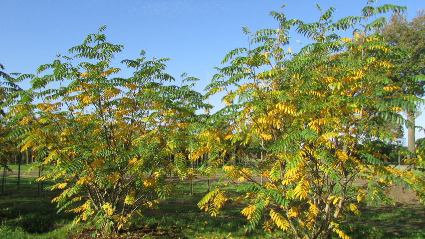 Pterocarya fraxinifolia 'Heereplein' meerstammig