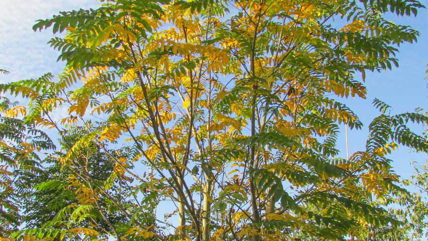 Pterocarya fraxinifolia 'Heereplein' meerstammig
