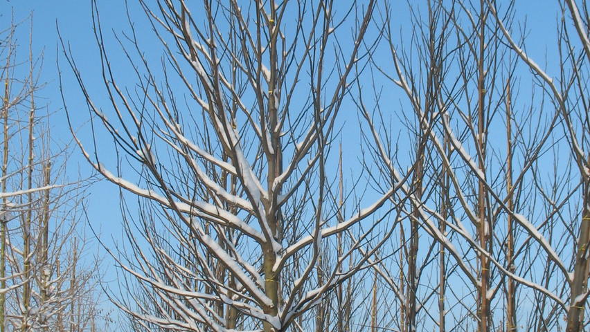 Pterocarya fraxinifolia standard tree