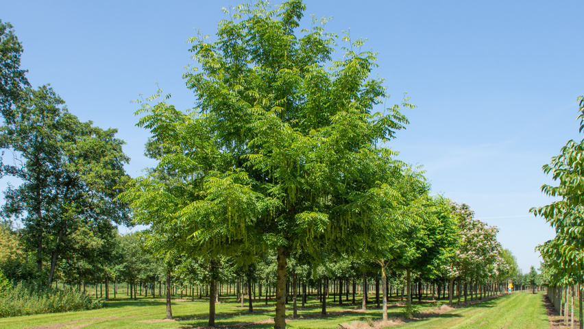 Pterocarya fraxinifolia standard tree
