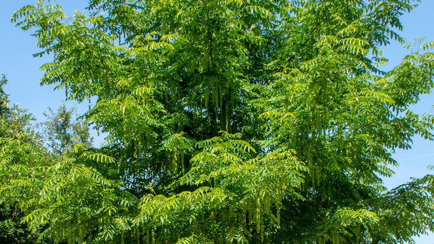 Pterocarya fraxinifolia standard tree