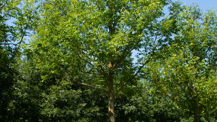 Pterocarya fraxinifolia standard tree