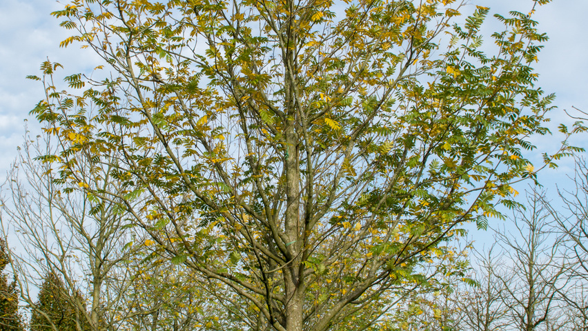 Pterocarya fraxinifolia standard tree