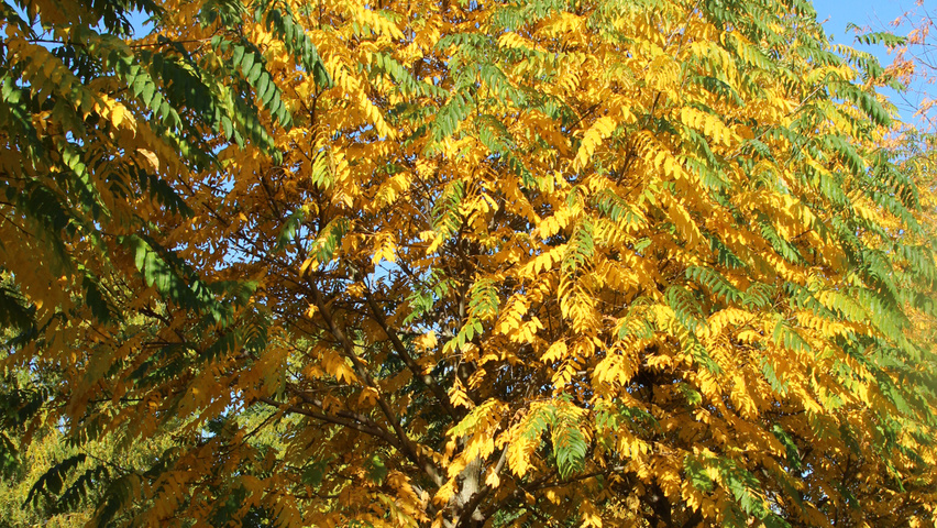 Pterocarya fraxinifolia standard tree