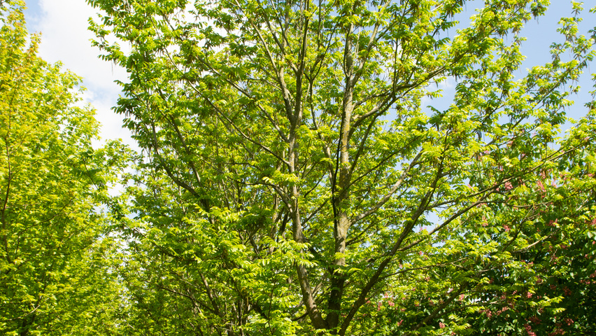Pterocarya fraxinifolia standard tree