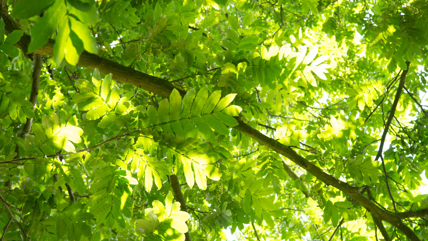 Pterocarya fraxinifolia leaves