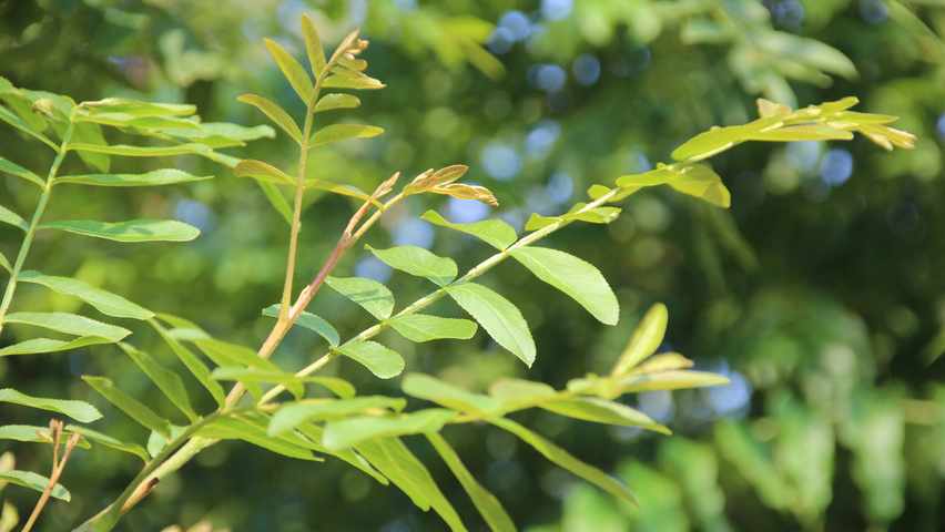 Pterocarya fraxinifolia leaves