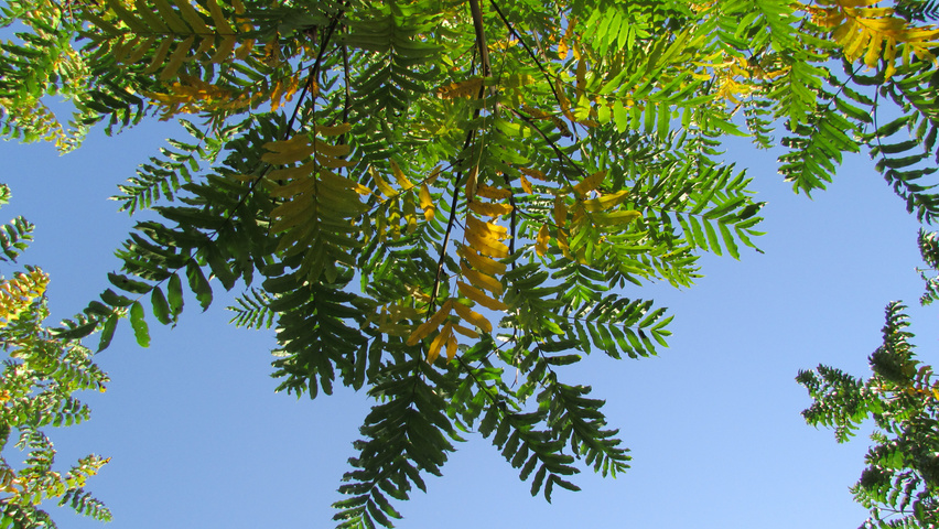Pterocarya fraxinifolia leaves