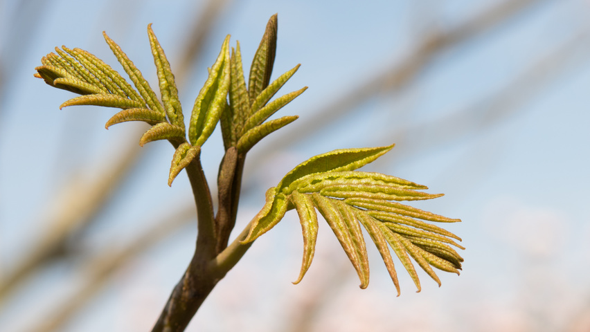 Pterocarya fraxinifolia leaves