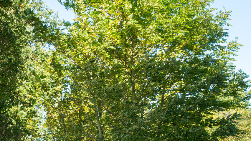 Pterocarya fraxinifolia multi-stem