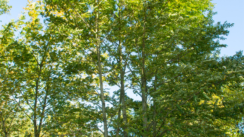 Pterocarya fraxinifolia multi-stem