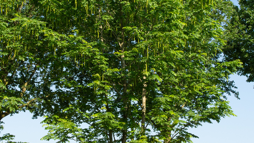 Pterocarya fraxinifolia multi-stem