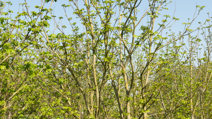 Pterocarya fraxinifolia multi-stem