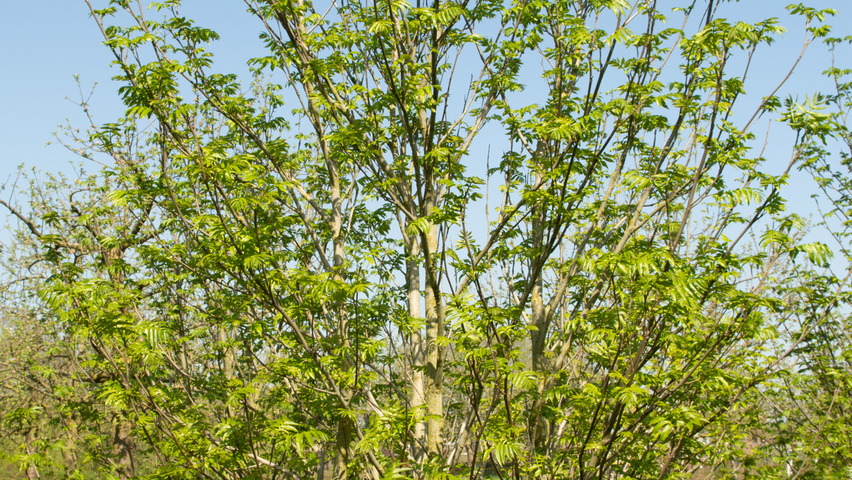 Pterocarya fraxinifolia multi-stem