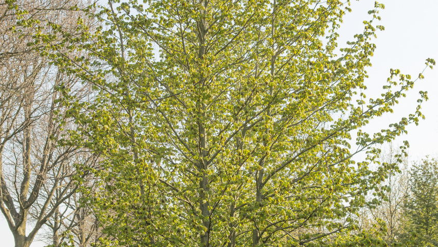 Pterocarya fraxinifolia multi-stem