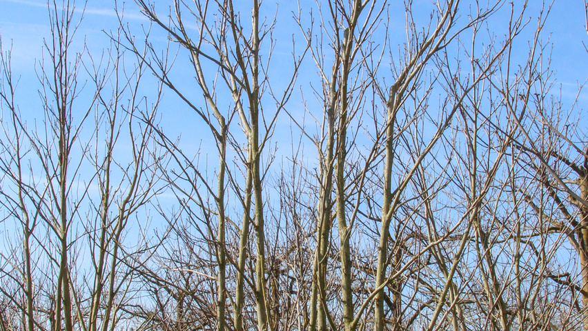 Pterocarya fraxinifolia multi-stem