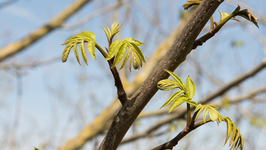 Pterocarya fraxinifolia twigs