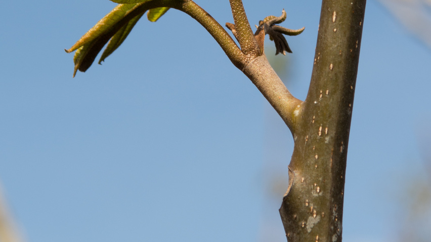 Pterocarya fraxinifolia twigs