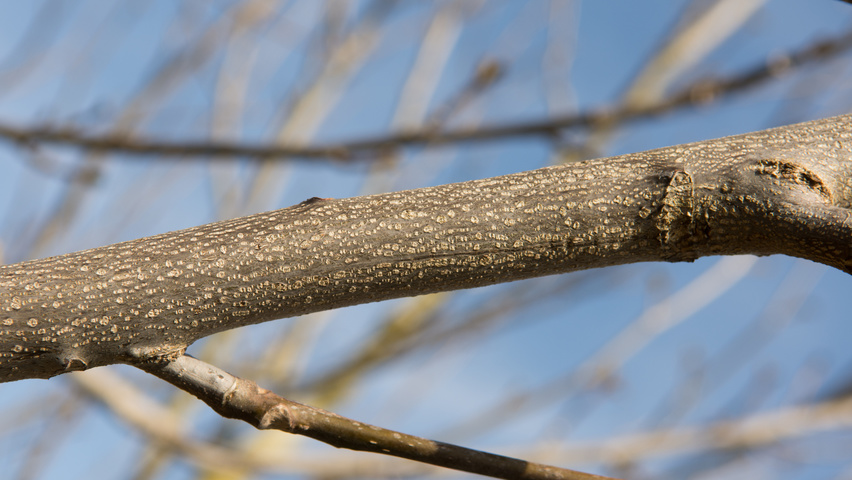 Pterocarya fraxinifolia twigs