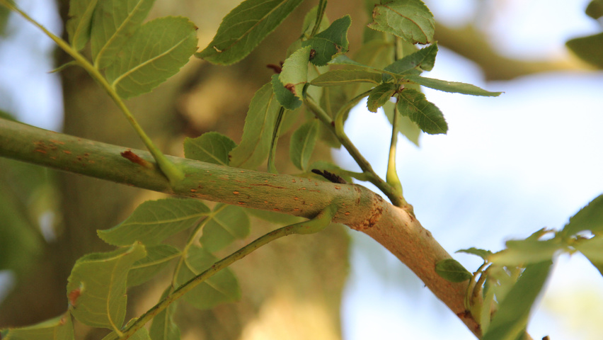 Pterocarya fraxinifolia twigs