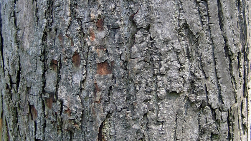 Pterocarya rhoifolia Rinden