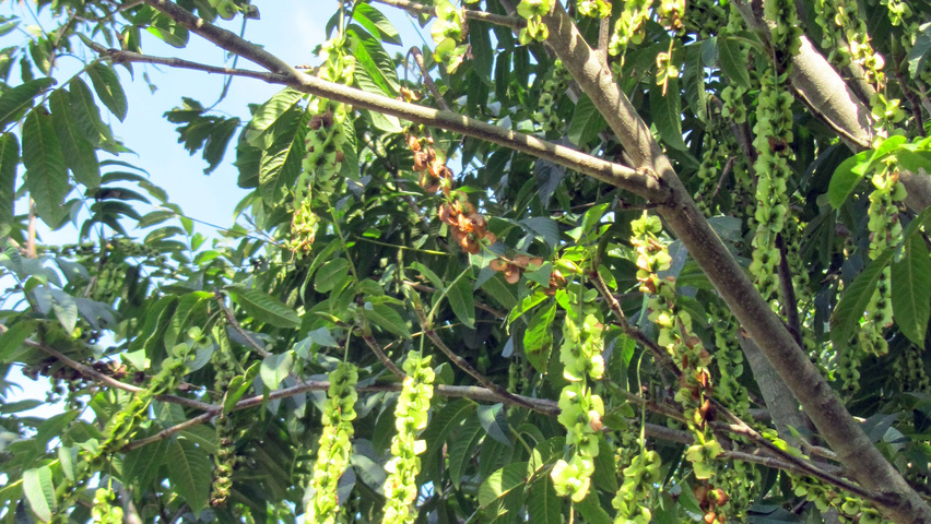 Pterocarya rhoifolia 'Bokravention' плоды