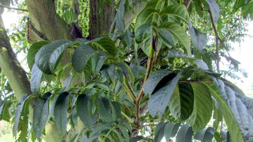 Pterocarya rhoifolia 'Bokravention' листья