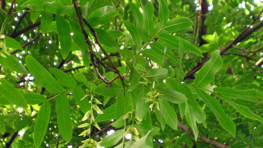 Pterocarya rhoifolia Blatt