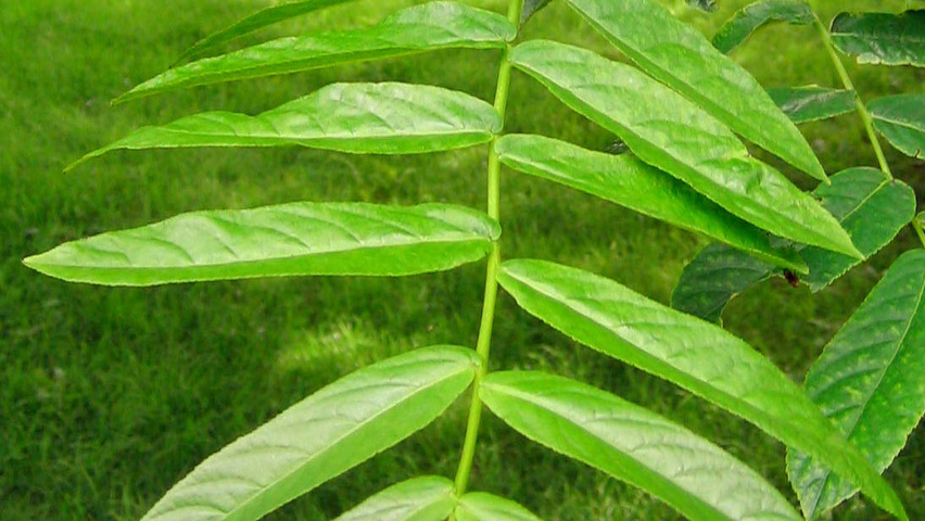 Pterocarya rhoifolia Blatt
