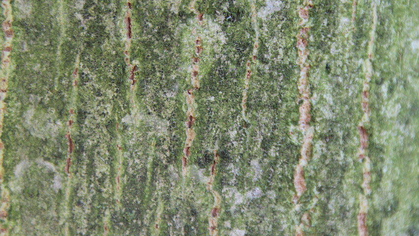 Pterocarya stenoptera kora