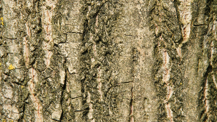 Pterocarya stenoptera kora