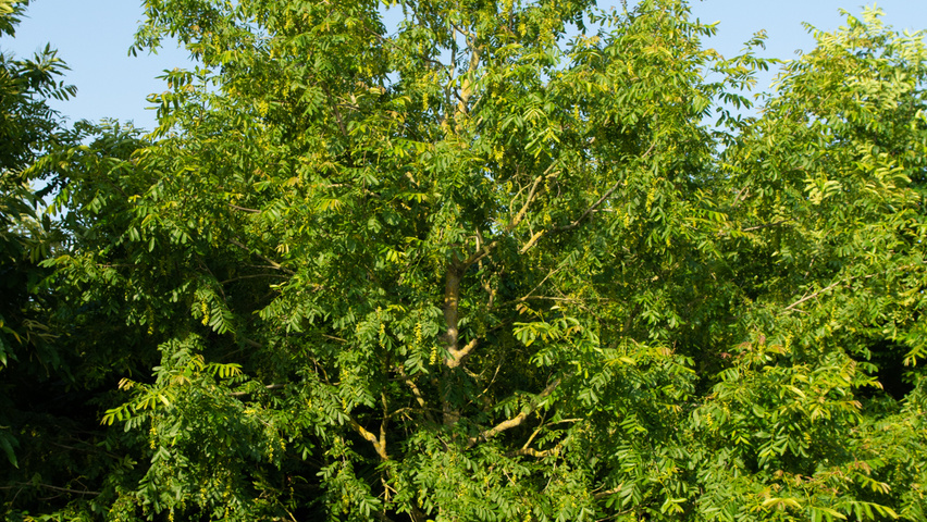 Pterocarya stenoptera pokrój naturalny