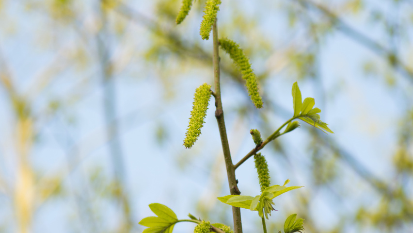 Pterocarya stenoptera kwiaty