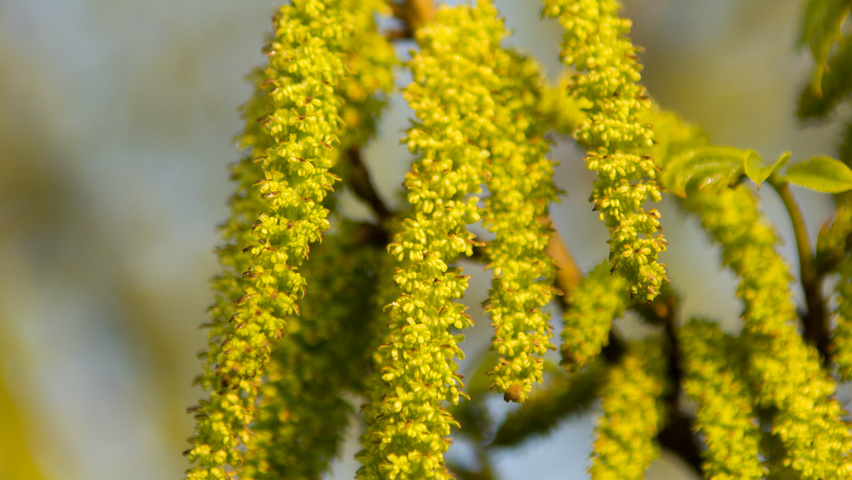 Pterocarya stenoptera kwiaty
