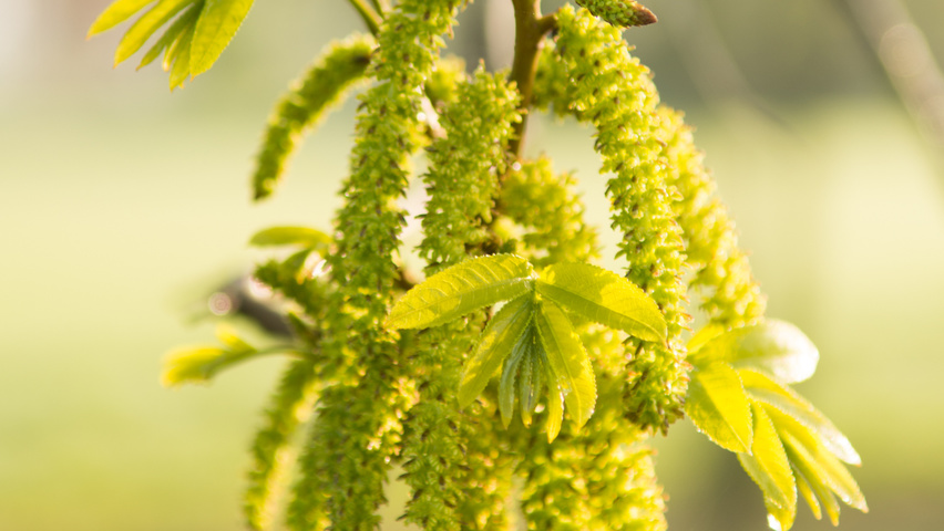 Pterocarya stenoptera kwiaty